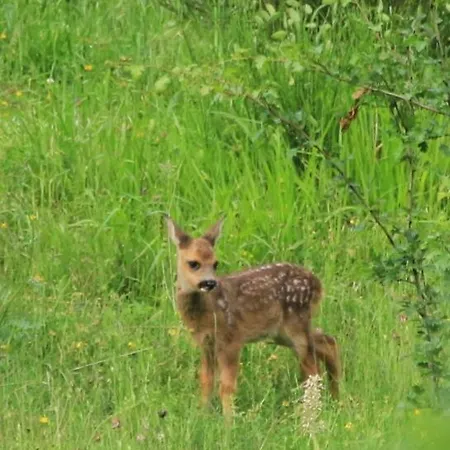 La Vega De Somiedo 2 بولا دي سوميدو